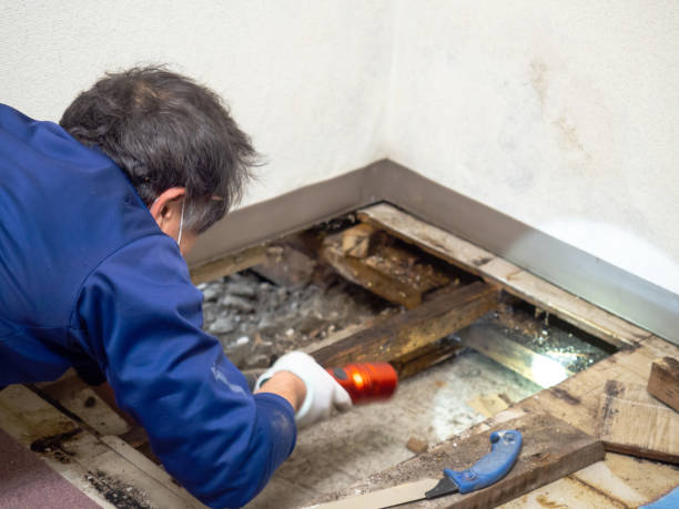 Best Attic Mold Removal  in Port Oconnor, TX