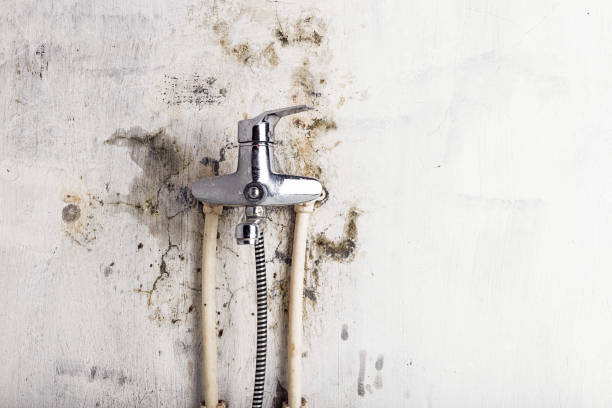 Best Black Mold Removal  in Port Oconnor, TX
