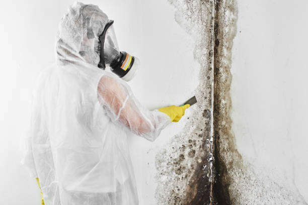 Best Affordable Mold Removal  in Port Oconnor, TX