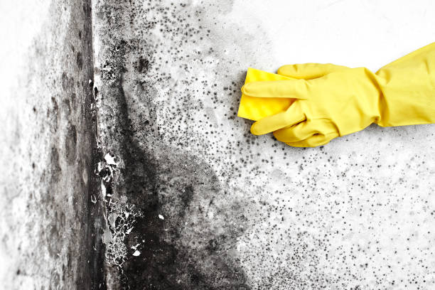 Best Toxic Mold Removal  in Port Oconnor, TX