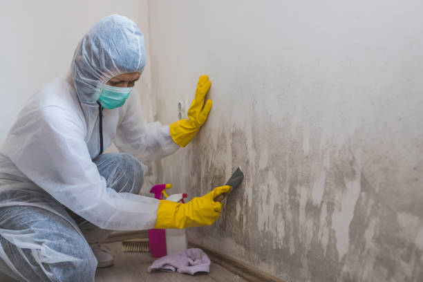 Best Residential Mold Removal  in Port Oconnor, TX