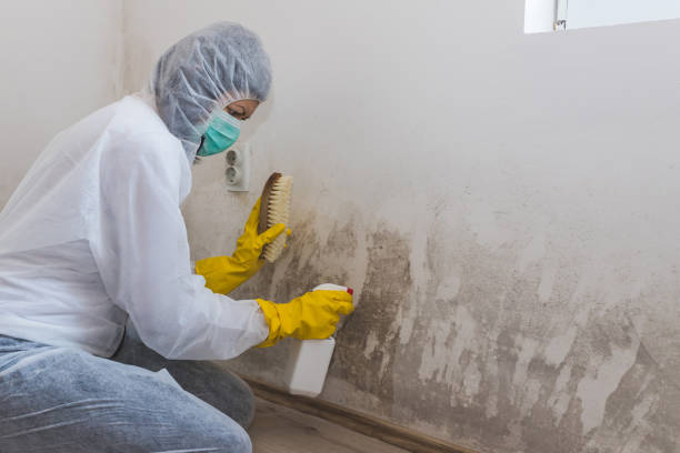 Trusted Port Oconnor, TX Mold Removal Experts