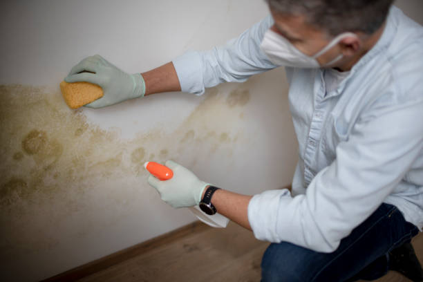 Best Residential Mold Removal  in Port Oconnor, TX