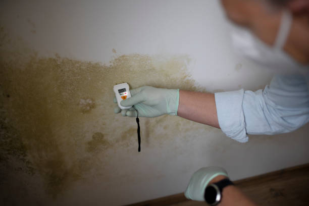 Best Commercial Mold Removal  in Port Oconnor, TX