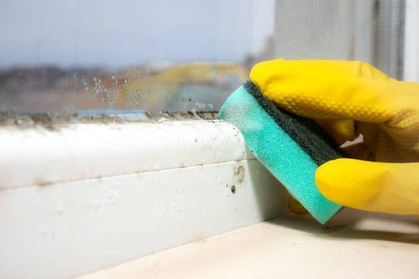 Crawl Space Mold Removal in Port Oconnor, TX