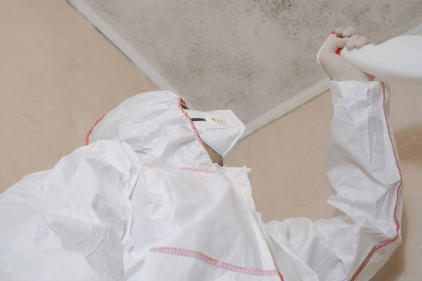 Attic Mold Removal in Port Oconnor, TX