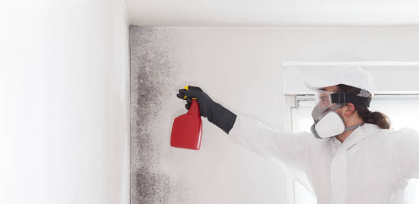 Best Mold Testing and Removal  in Port Oconnor, TX