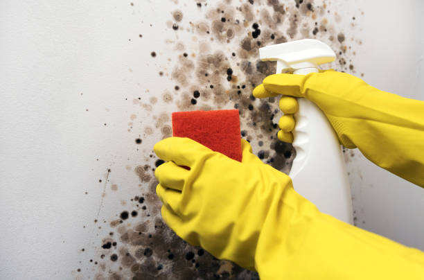 Best Crawl Space Mold Removal  in Port Oconnor, TX