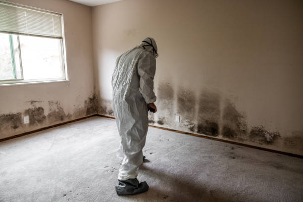 Best Home Mold Removal  in Port Oconnor, TX