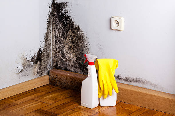 Mold Removal Process in Port Oconnor, TX