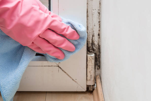 Best Mold Removal and Inspection  in Port Oconnor, TX