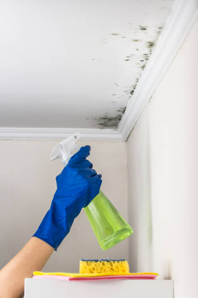 Certified Mold Removal in Port Oconnor, TX