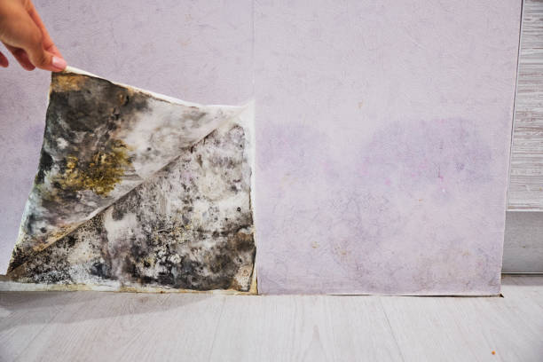 Attic Mold Removal in Port Oconnor, TX